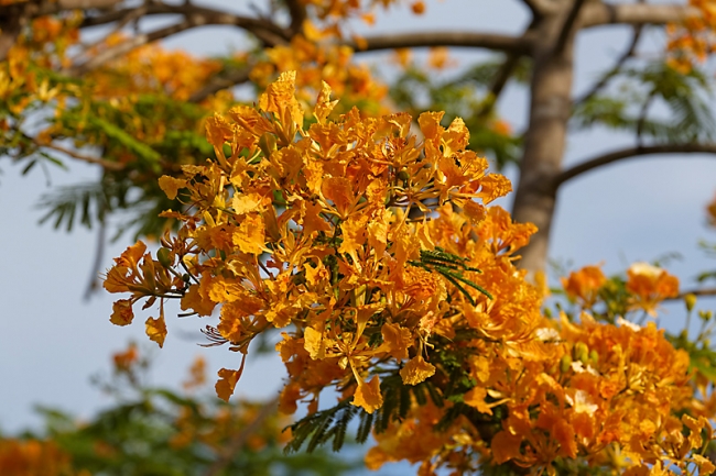 Suan Luang-JUN14-026